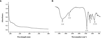 Protective effect of Sargassum fusiforme polysaccharides on H2O2-induced injury in LO2 cells